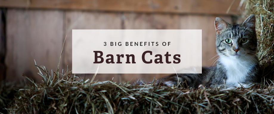 Big Benefits of Barn Cats  Hurdle Land and Realty Inc.