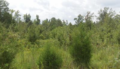 Hurdle Land for Sale in Laurens County, South Carolina