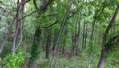 Hurdle Land for Sale in Putnam County, Georgia